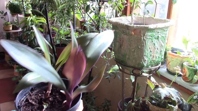 Традесканция вас не обидит!