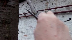 Размножение Деревьев методом Воздушной Отводки, Весной. Прививка, Окулировка