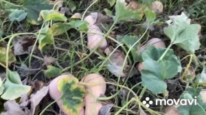 УБОРКА ТЫКВЫ МАТИЛЬДА
