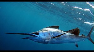 177.Трофеи 38.mp4