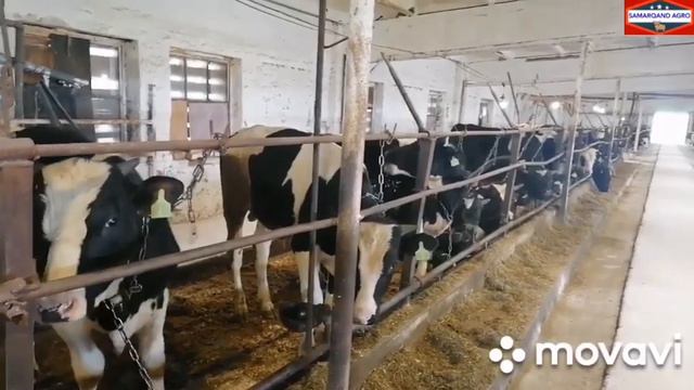 Голштин зотли букаларни бурдокига бокиш! 1 ойда +80 кг!голштин букаларни гуштга бокса буладими!