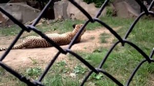 Спящий леопард виляет хвостом!