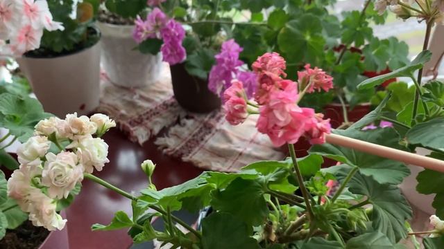 Спорт на сортовых пеларгониях?. Сорта April Snow & Gr.Antik Rose ? смотреть онлайн