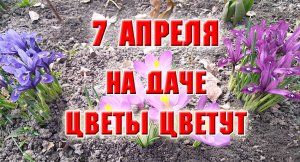 7 апреля. На даче, цветы цветут, уборка