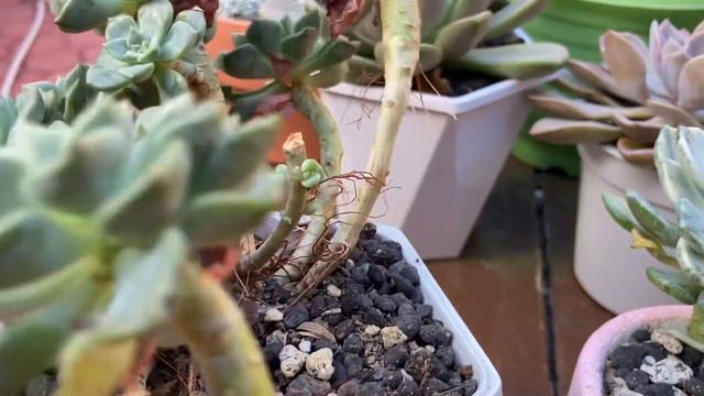 Echeveria Tinkerbell Succulent Lowland Featuring of The Day💛💛💛 смотреть онлайн