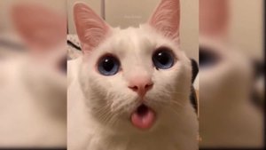 Приколы с котиками. Котики #33