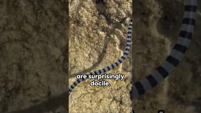 Are Sea Snakes DEADLY? #marinespecies #marineecosystem #ocean #marinecreatures #animals #shark