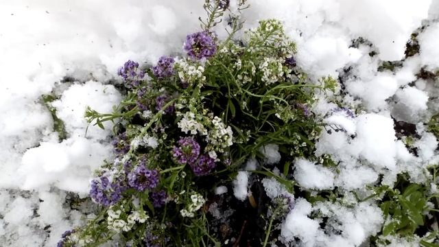 Зимовка алиссума /сад и огород смотреть онлайн