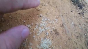 Плохо сработали турецкие полоски Голд! Поставил Экопол. Недостаток ульев с сетчатым дном.