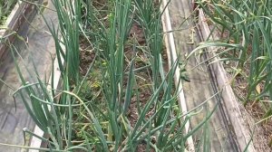 Обзор огорода.на 23.06.2024mp4