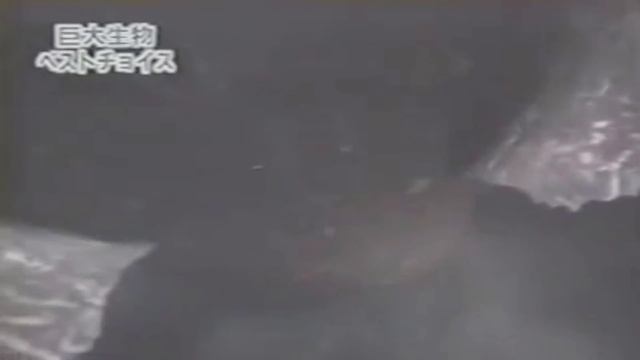 ТОП 5 ВЫМЕРШИХ ЖИВОТНЫХ СНЯТЫХ НА КАМЕРУ смотреть онлайн