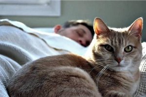 Почему кошки спят с хозяевами.