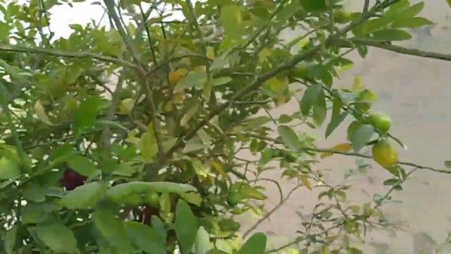 Lemon Tree Tips - Citrus Tree Car - How to Grow Lemon Tree with Tons of Lemons@Gardening-Paradise смотреть онлайн