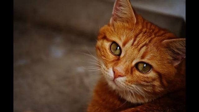 Два кота дома Как подружить смотреть онлайн