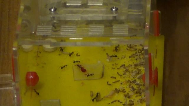 Человеческая кровь и муравьи (Муравьиная ферма, серия 9) смотреть онлайн