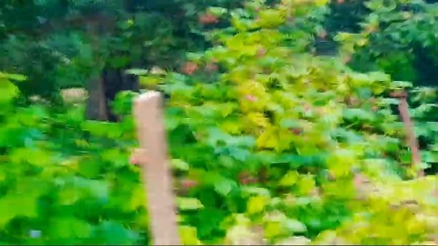 Что растёт на даче/Наш урожай/Дачный влог/Сколько у нас яблонь/Сад/Дача/Огород/первый урожай/ смотреть онлайн