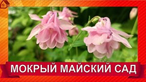 Мокрый майский сад/ Гуляю и делюсь некоторыми советами