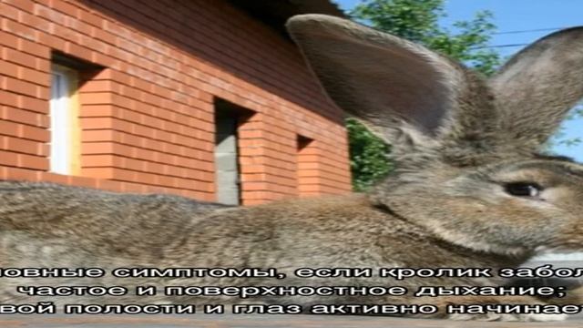 Болезни кроликов: симптомы инфекционных заболеваний смотреть онлайн
