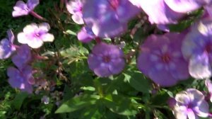 Флокс метельчатый Magic Blue (Мэджик Блю) - автор M.Vester, до 2007г