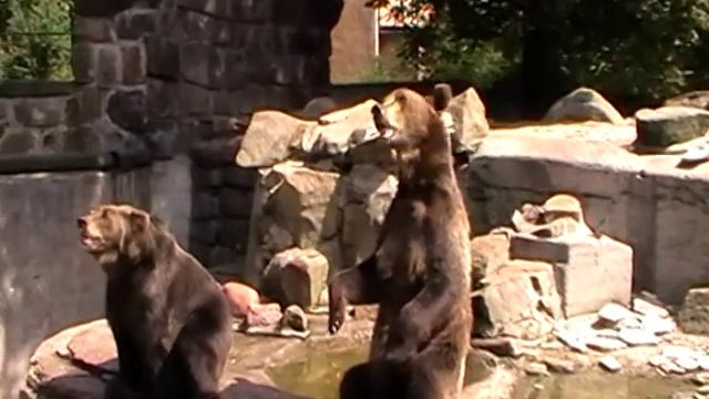 зоопарк смотреть онлайн