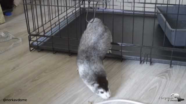 ЖИЗНЬ С НОРКОЙ В ДОМЕ смотреть онлайн