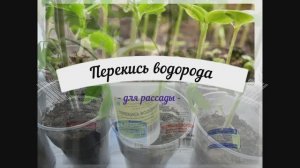 Как применять перекись водорода для рассады.