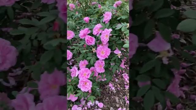 Rosa rugosa “Thérèse Bugnet” - Illinois Zone 5 Garden #Rose #Shorts