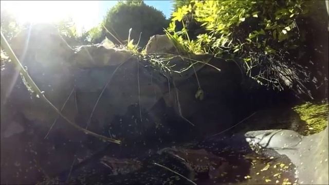 Лягушка ест муху. смотреть онлайн