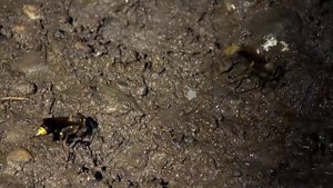 Пелопей (Sceliphron deforme)