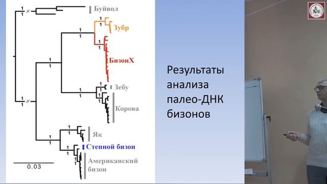 Клыки и кости: мир вокруг Шигирского идола. Лекция палеонтолога Павла Косинцева