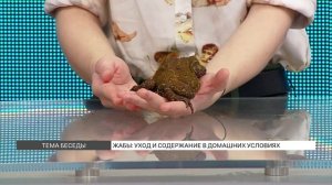 Жабы: уход и содержание в домашних условиях