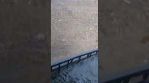 Рыба прямо из песка! Лов песчанки! Черпаем рыбу лопатой! Териберка!