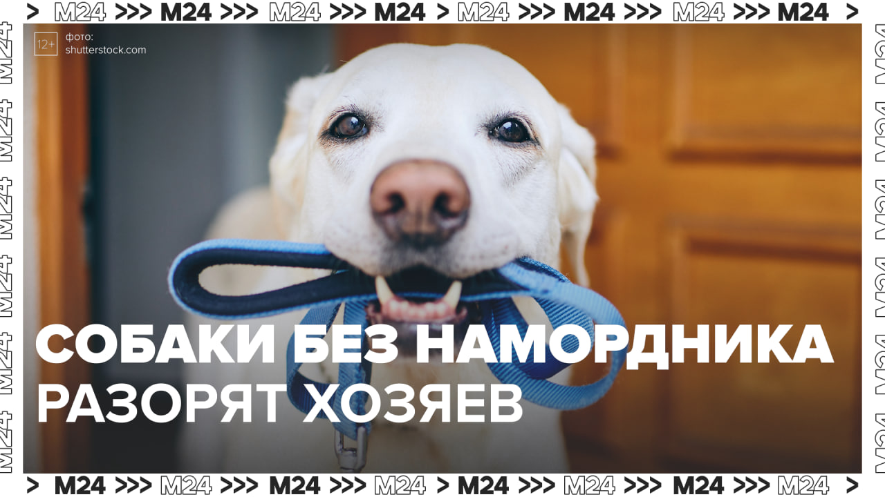 Штраф за выгул собак без поводка 2025. Штраф за выгул собак без поводка 2025