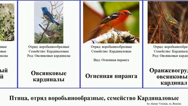 Птица, отряд воробьинообразные, семейство Кардиналовые сальтатор овсянковый пиранга хабия bird
