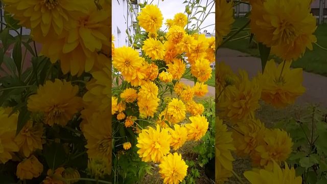 Рудбекия махровая - Золотой шар.?(Rudbekiya terry)