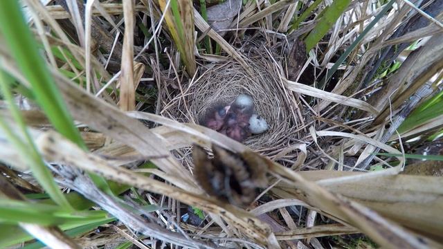 Овсянка камышовая 170601 4 ГРЭС дальнее 1 смотреть онлайн