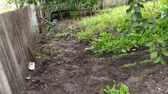 Як виростити шалений урожай квасолі смотреть онлайн