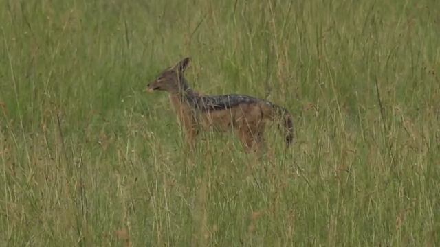 Animals That Start With The Letter J - Listed With Facts смотреть онлайн