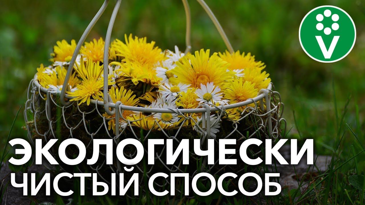 ✿ ОДУВАНЧИКИ ВМЕСТО ХИМИИ! Боремся с тлей, трипсами, паутинным клещом