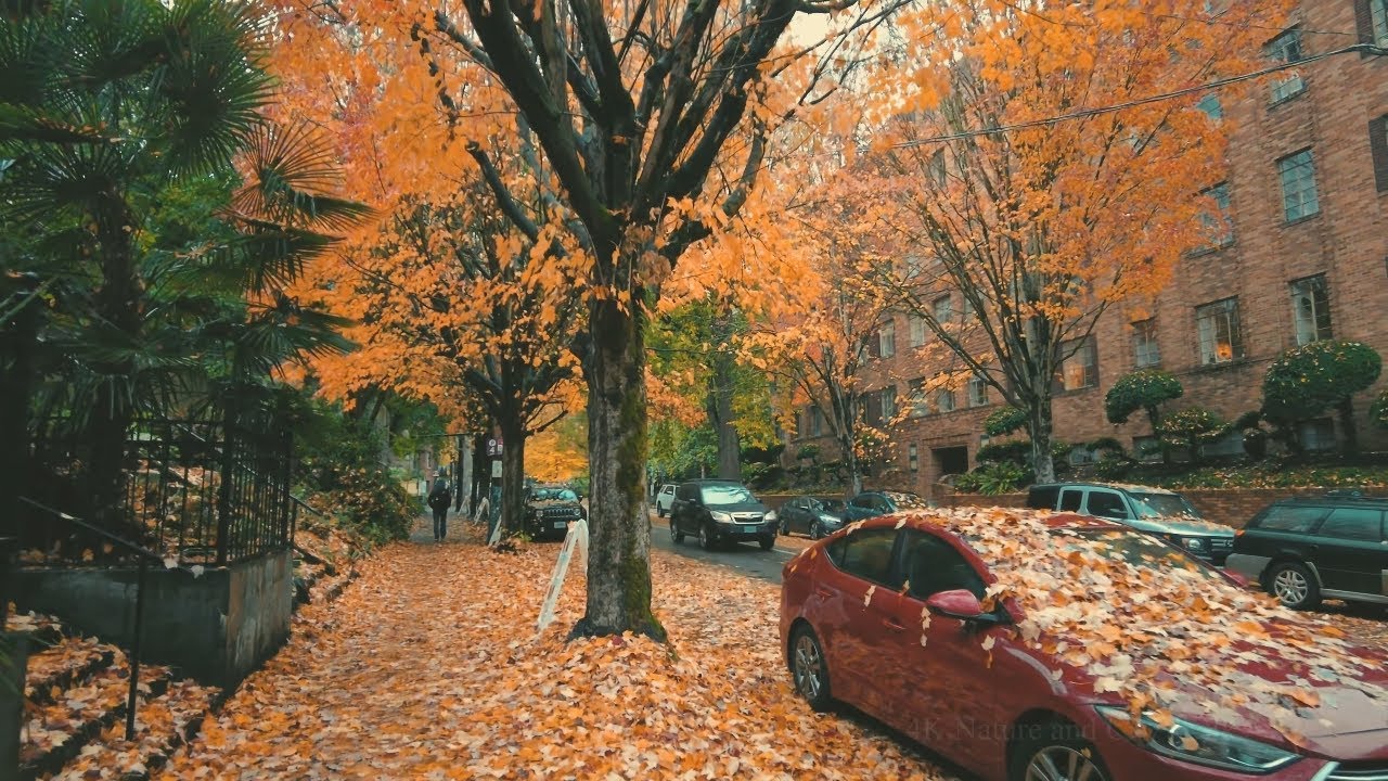 Осень В Портленде Прогулка Под Дождем США В 4К
Portland Rain Walk, Peak Autumn 4k