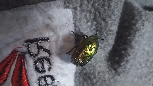Золотистая бронзовка (Cetonia aurata)(1)