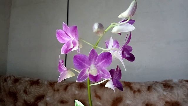 Орхидея дендробиум фаленопсис Blue Happiness , уход, содержание и шикарная фиалочка. смотреть онлайн