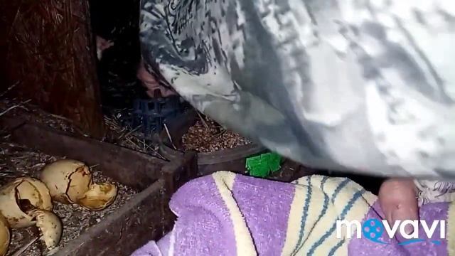 Утята из под курочки???? смотреть онлайн