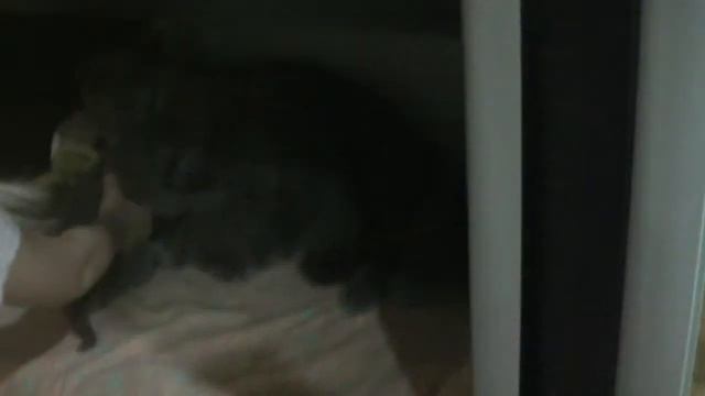 VLOG: Новорожденные британские котята Милое ВИДЕО про котят Cat Funny kittens