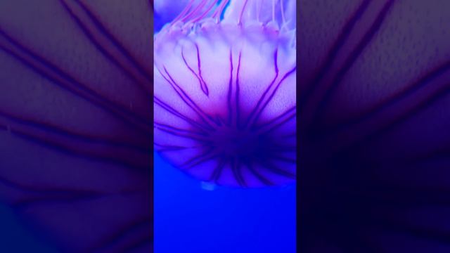 Explore the 4K Underwater Wonder - Sea Jellyfish and Beautiful Corals #4kvideo #ocean4k #short