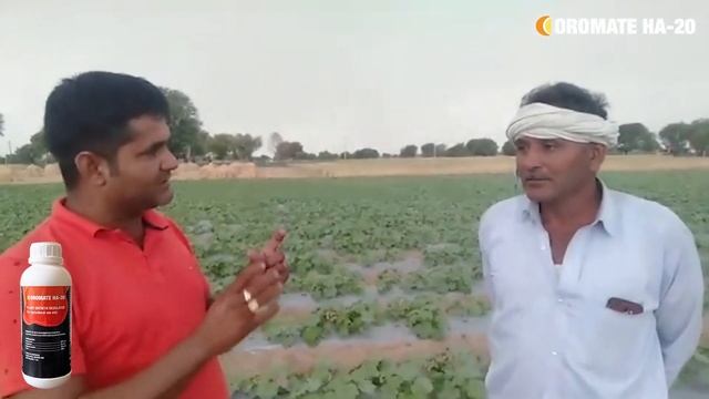 Oromate Ha-20 Farmer Feedback | Hindi | Rajasthan | Oro Agri смотреть онлайн