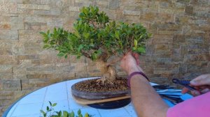 Бонсай фикус Ретуса(Retusa) Формирующая подрезка бонсай. Лучший бонсай для дома! Bonsai Pruning
