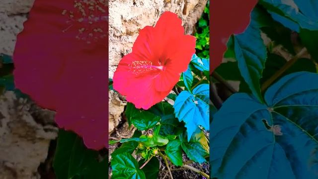 HIBISCUS moscheutos "Bloom"