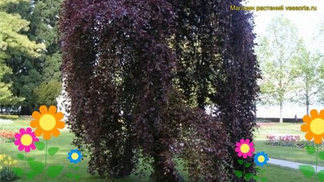 Береза повислая Пурпурея. Краткий обзор, описание характеристик betula pendula Purpurea