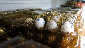 Простыми словами. Птицеводство